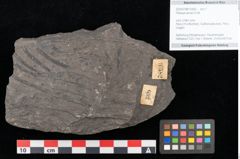 Foto (Objekt + Etikett) von Palissya auranii Endl. (NHMW-GEO-2024-0188-10582)